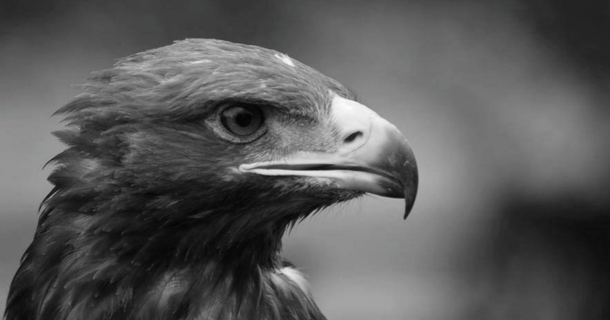 1st National Conference of bird of prey professionals - Sponsored by The Falconry App